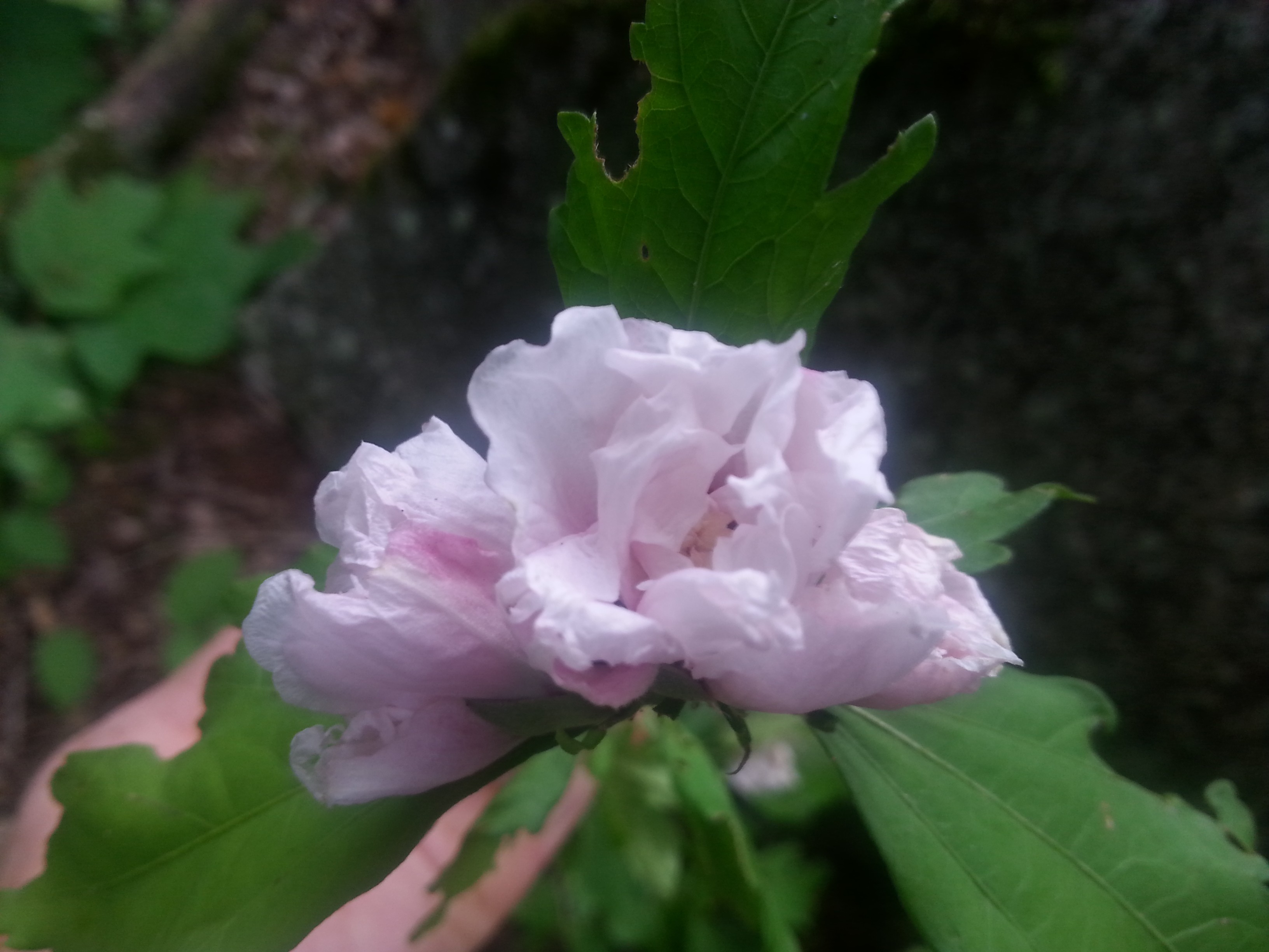 Hibiscus syriacus 'Comte de Hainaut'