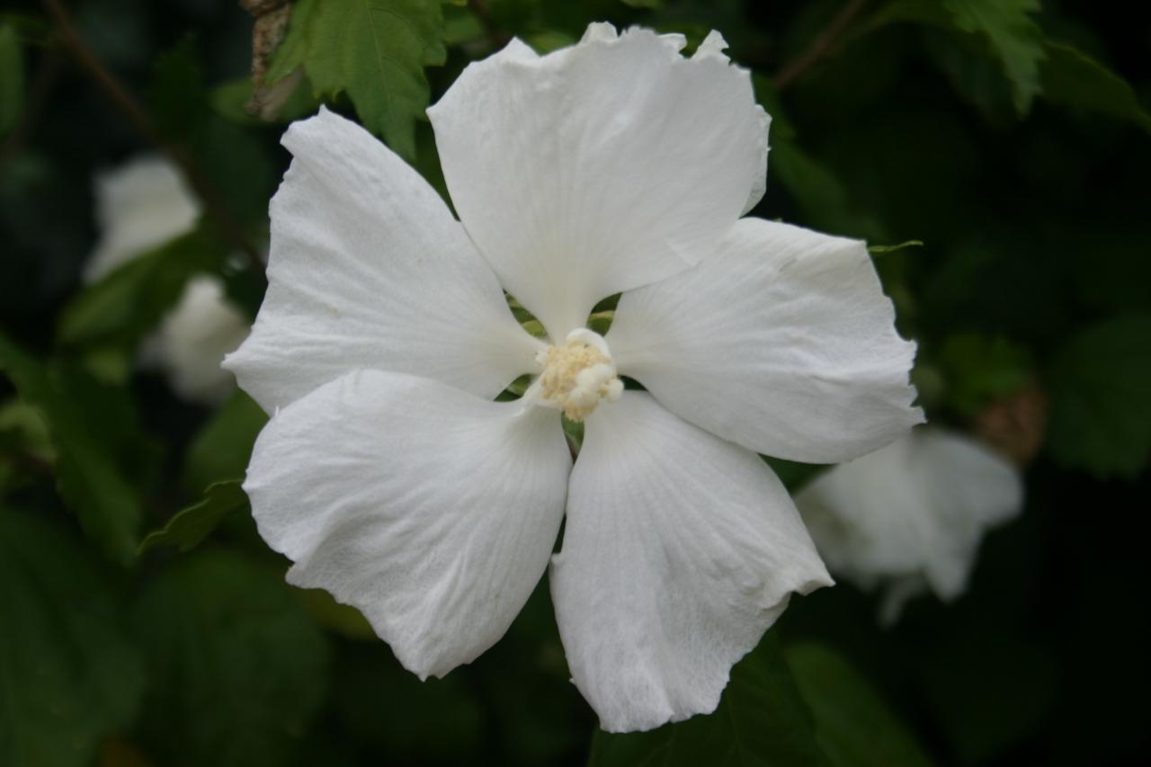 Hibiscus syriacus 'Diana'