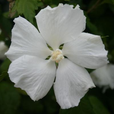 Hibiscus syriacus 'Diana'