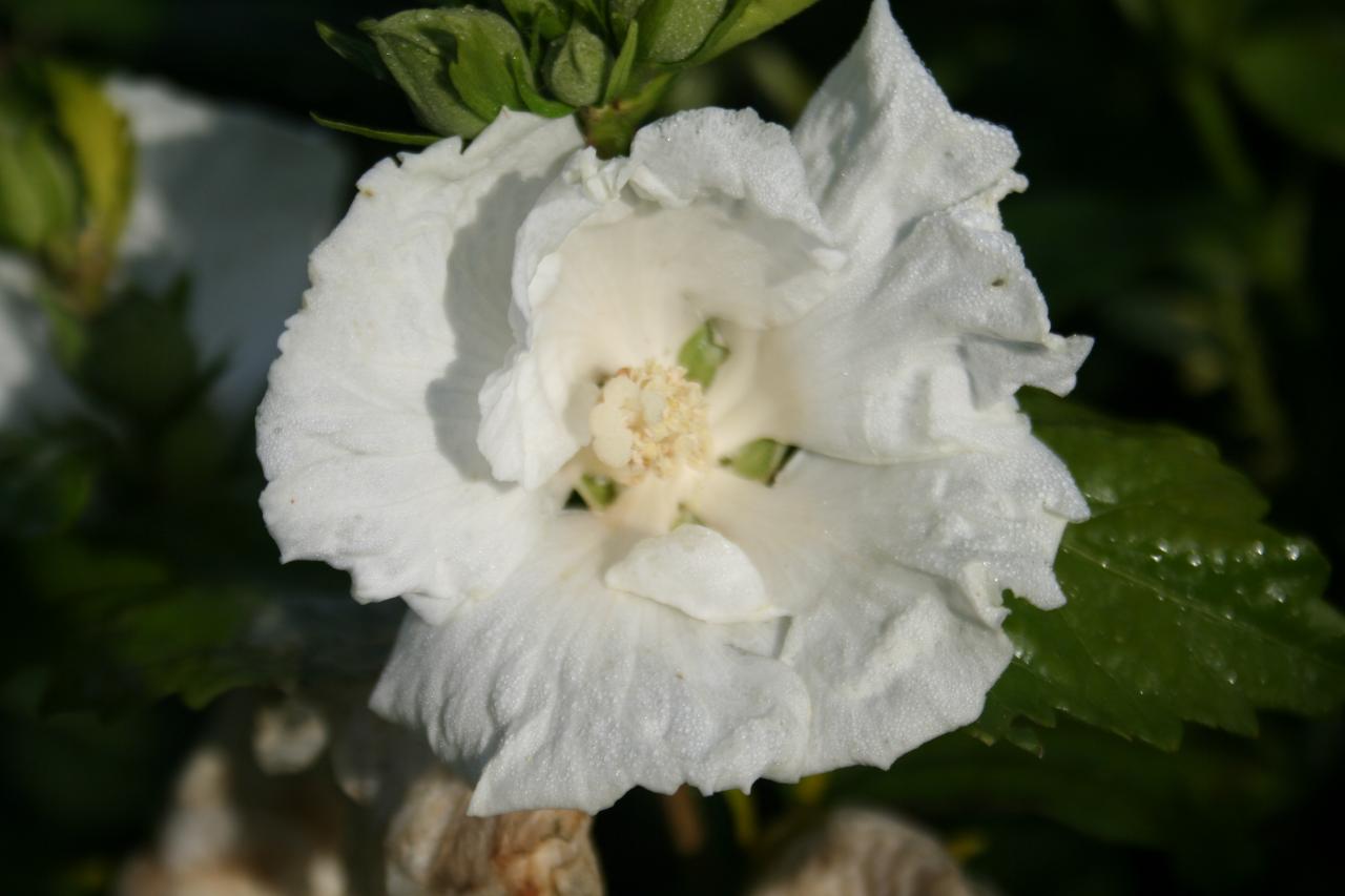 Hibiscus syriacus 'Diana'