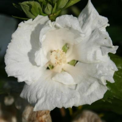 Hibiscus syriacus 'Diana'