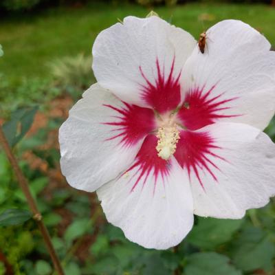 Hibiscus syriacus 'Dorothy Crane'