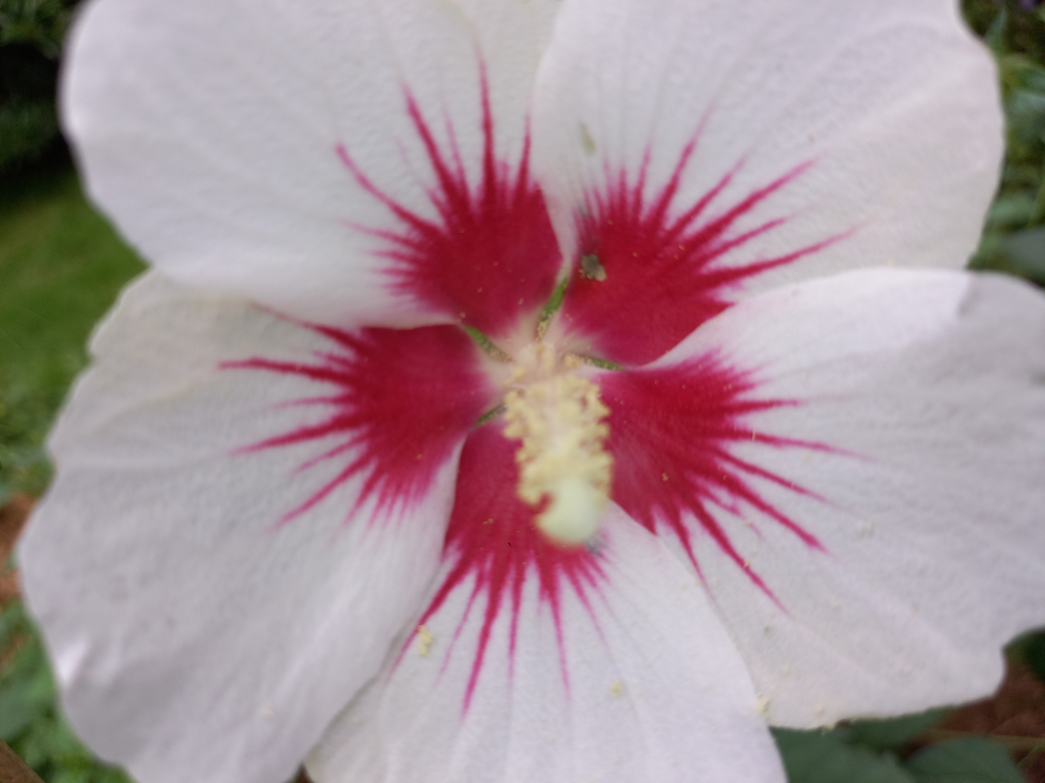 Hibiscus syriacus 'Dorothy Crane'