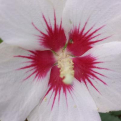 Hibiscus syriacus 'Dorothy Crane'