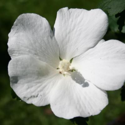 Hibiscus syriacus 'Eleonore'®