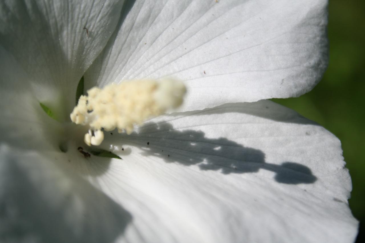 Hibiscus syriacus 'Eleonore'®