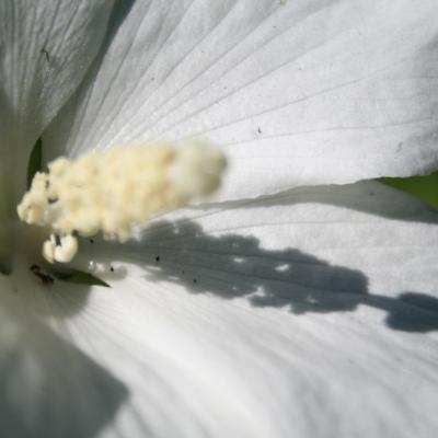 Hibiscus syriacus 'Eleonore'®-3-