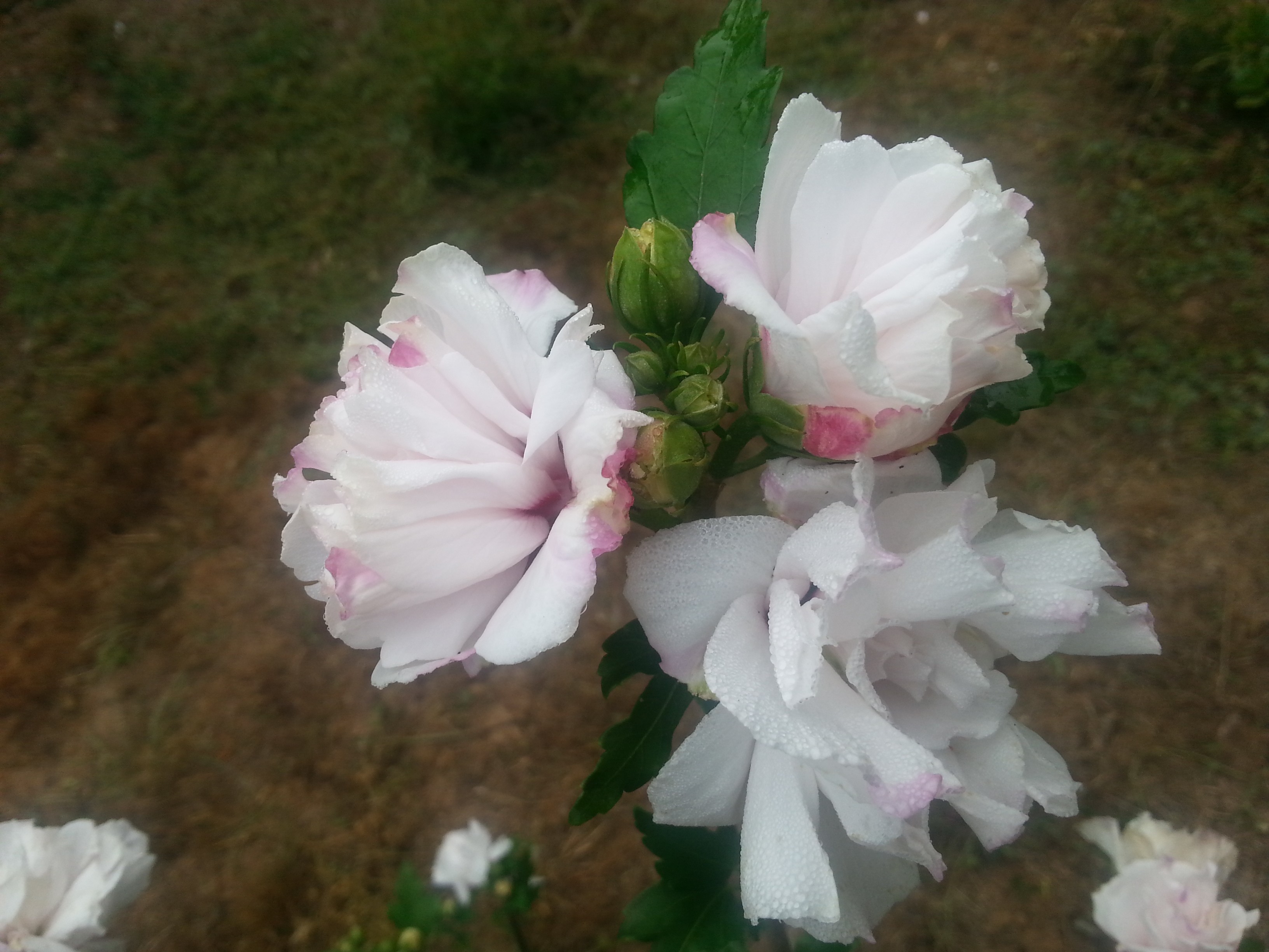 Hibiscus syriacus FRENCH CABARET® PASTEL 'MINDOUB1'