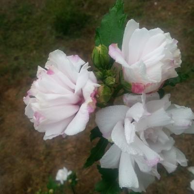 Hibiscus syriacus FRENCH CABARET® PASTEL 'MINDOUB1'