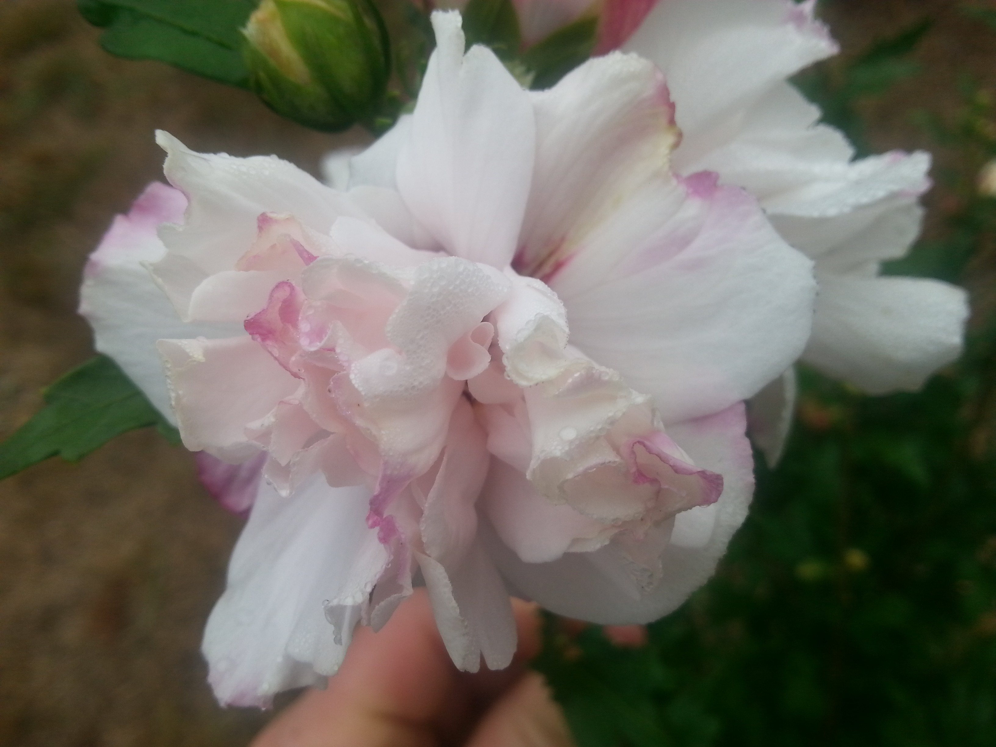 Hibiscus syriacus FRENCH CABARET® PASTEL 'MINDOUB1'