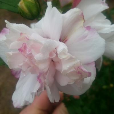 Hibiscus syriacus FRENCH CABARET® PASTEL 'MINDOUB1'