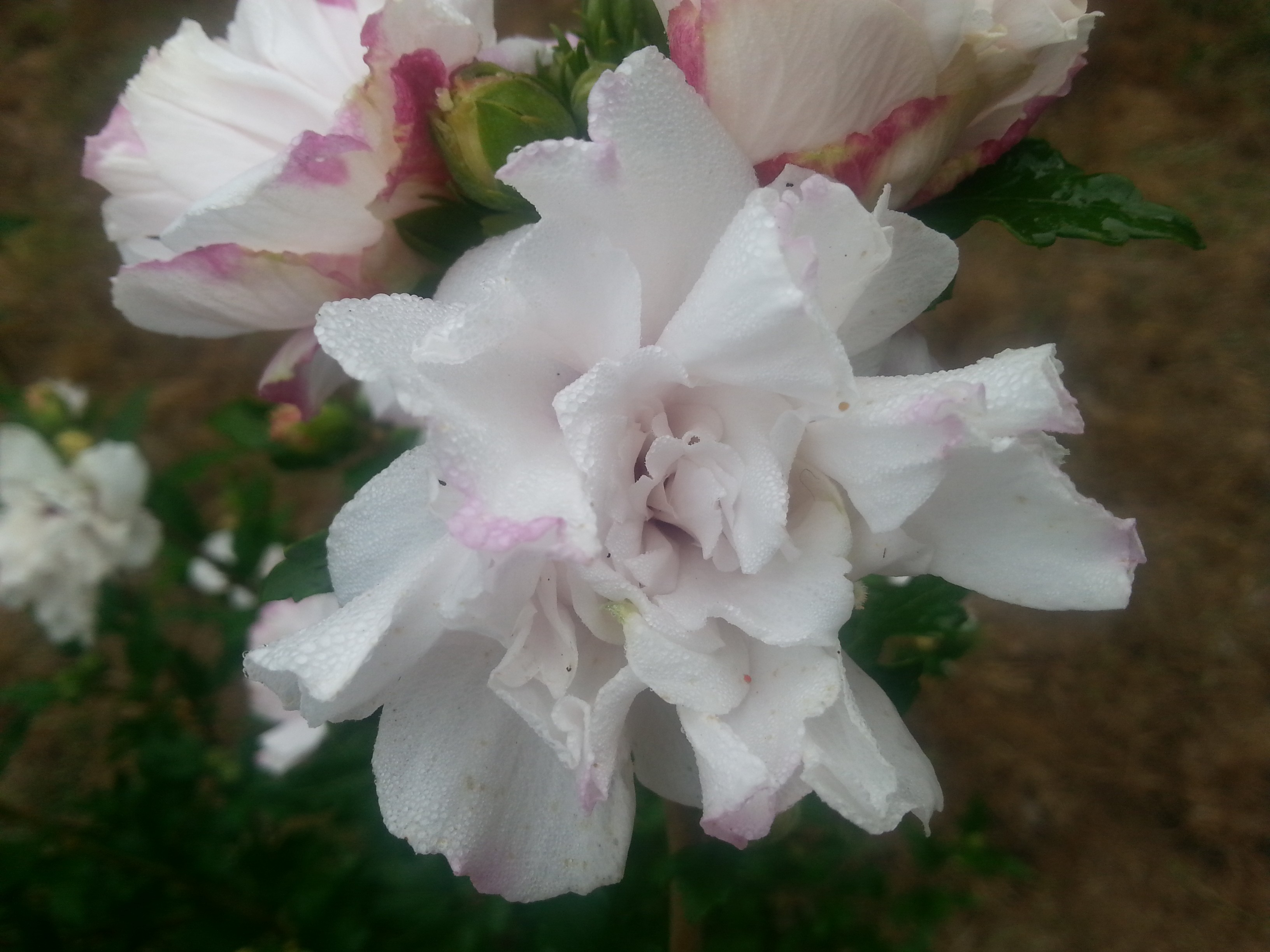 Hibiscus syriacus FRENCH CABARET® PASTEL 'MINDOUB1'