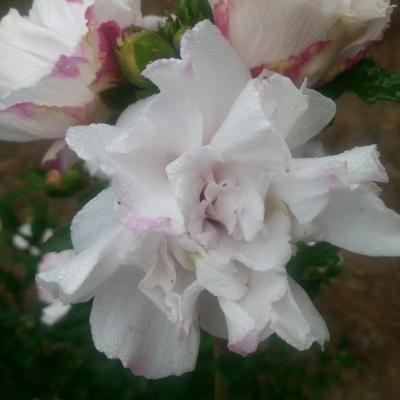 Hibiscus syriacus FRENCH CABARET® PASTEL 'MINDOUB1'