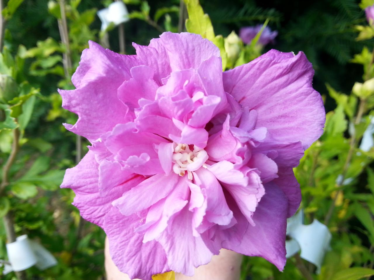 Hibiscus syriacus FRENCH CABARET® PURPLE 'MINDOUV5'