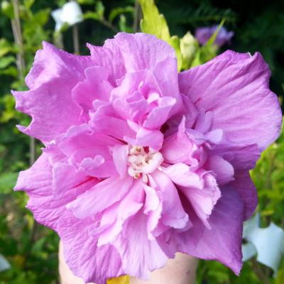 Hibiscus syriacus FRENCH CABARET PURPLE-2-