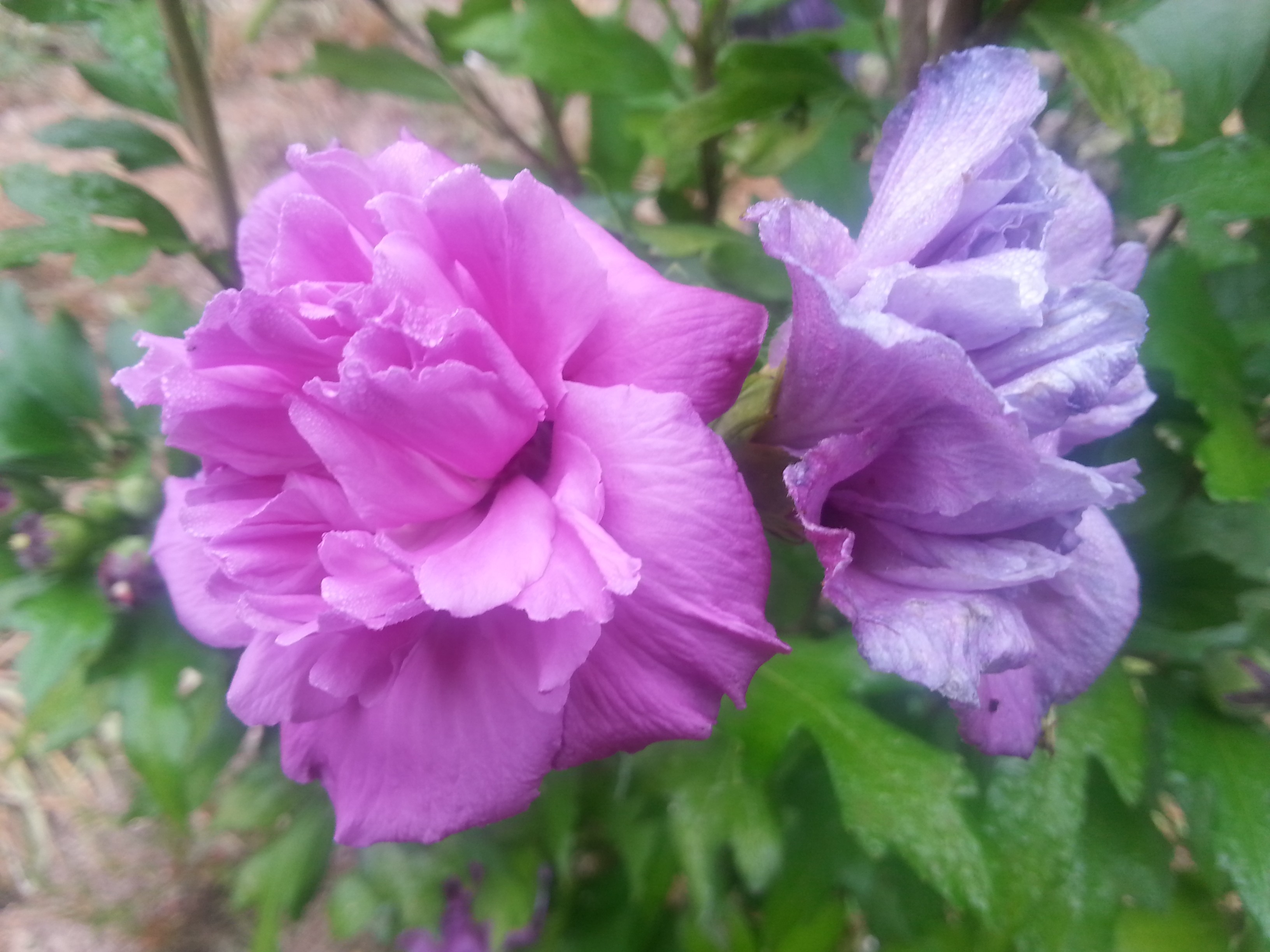 Hibiscus syriacus FRENCH CABARET® PURPLE 'MINDOUV5'