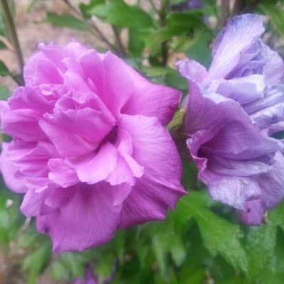 Hibiscus syriacus FRENCH CABARET® PURPLE 'MINDOUV5'