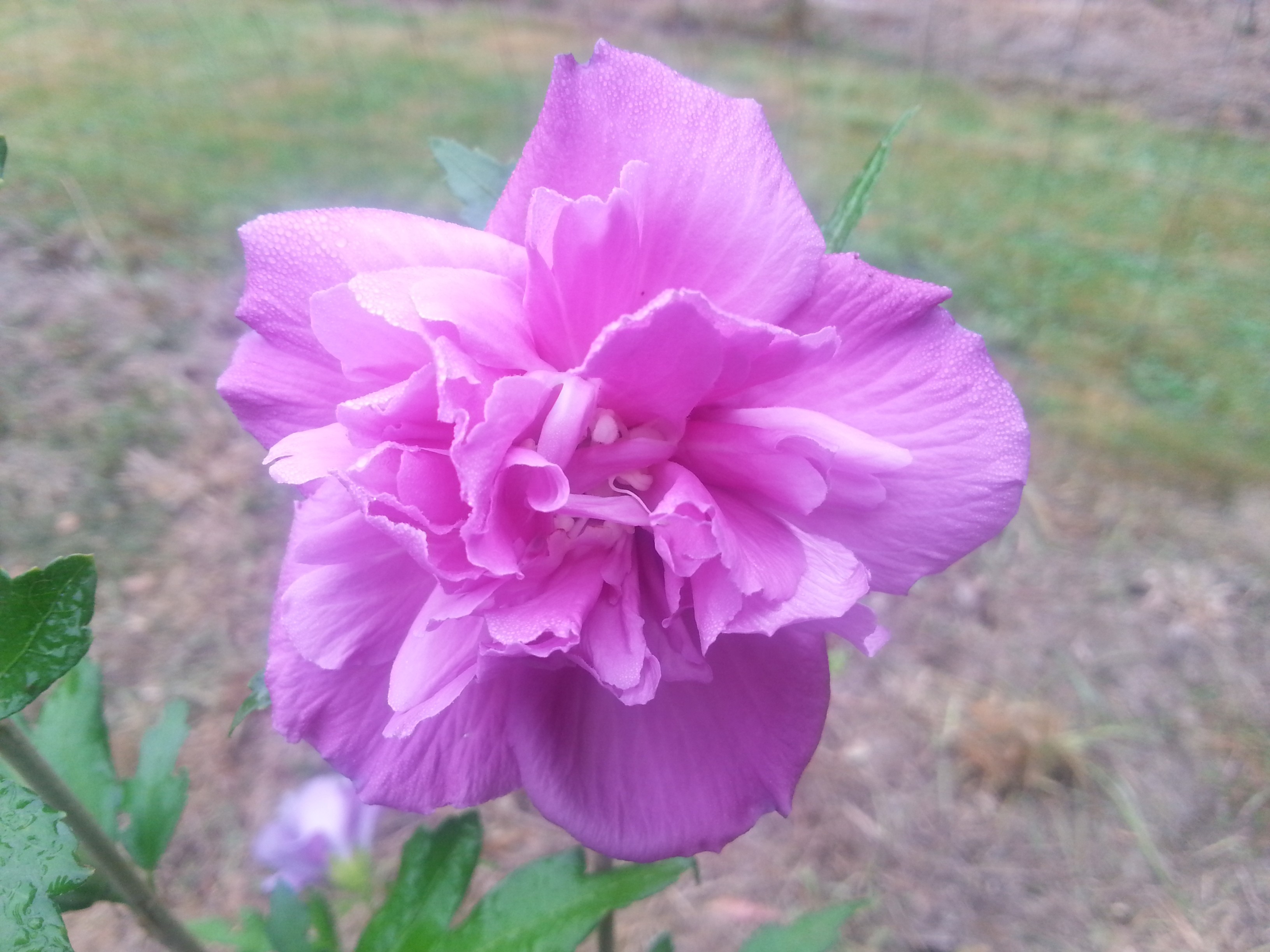 Hibiscus syriacus FRENCH CABARET® PURPLE 'MINDOUV5'