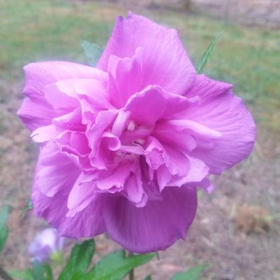 Hibiscus syriacus FRENCH CABARET® PURPLE 'MINDOUV5'