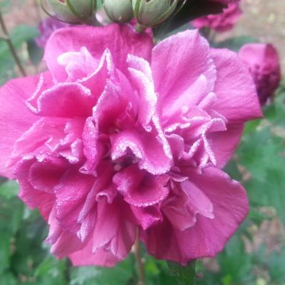 Hibiscus syriacus FRENCH CABARET® RED 'MINDOUR1'