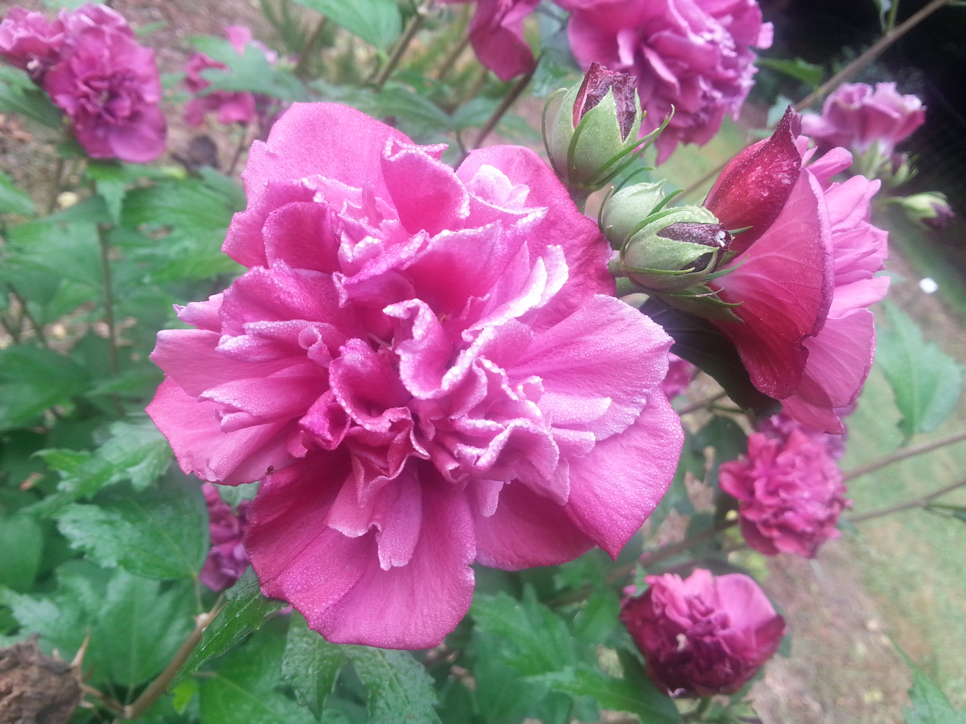 Hibiscus syriacus FRENCH CABARET® RED 'MINDOUR1'