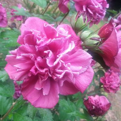 Hibiscus syriacus FRENCH CABARET® RED 'MINDOUR1'