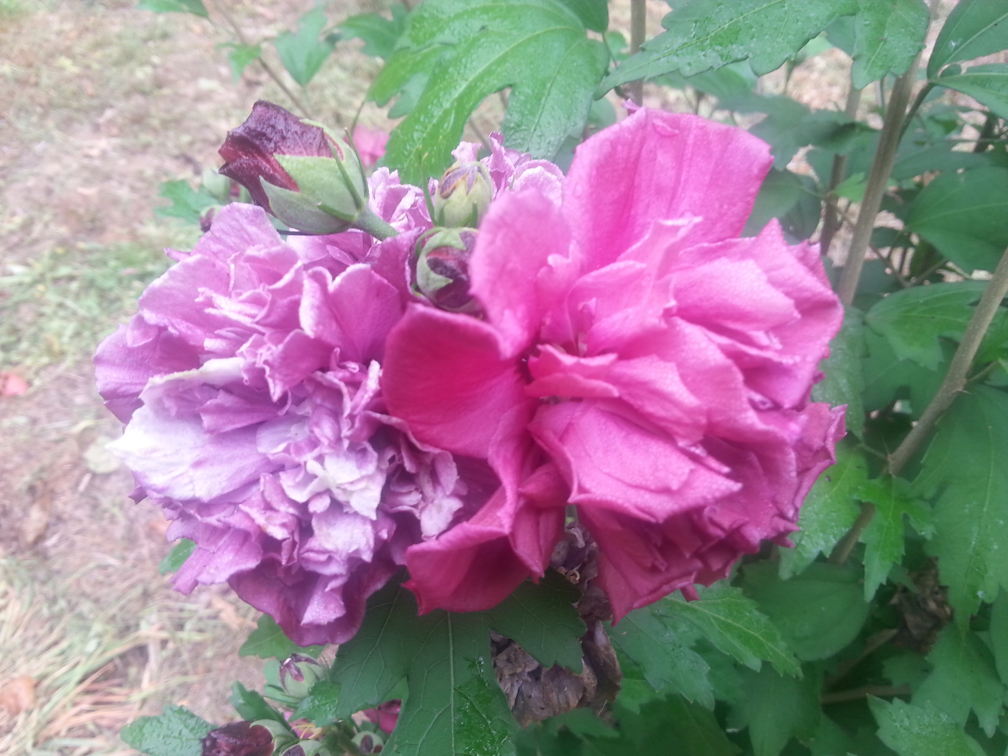 Hibiscus syriacus FRENCH CABARET® RED 'MINDOUR1'