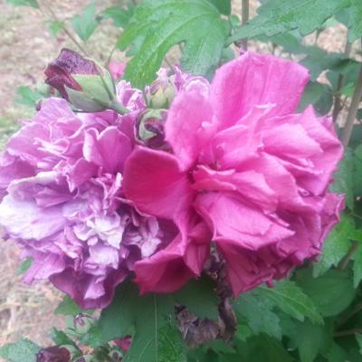 Hibiscus syriacus FRENCH CABARET® RED 'MINDOUR1'