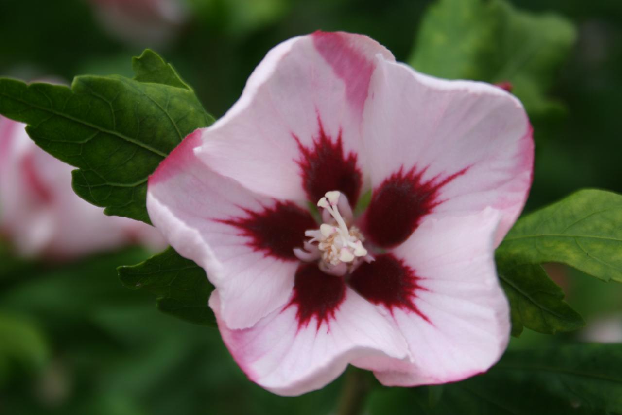 Hibiscus syriacus 'Hamabo'