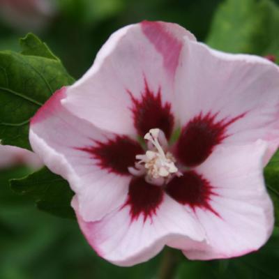 Hibiscus syriacus 'Hamabo'