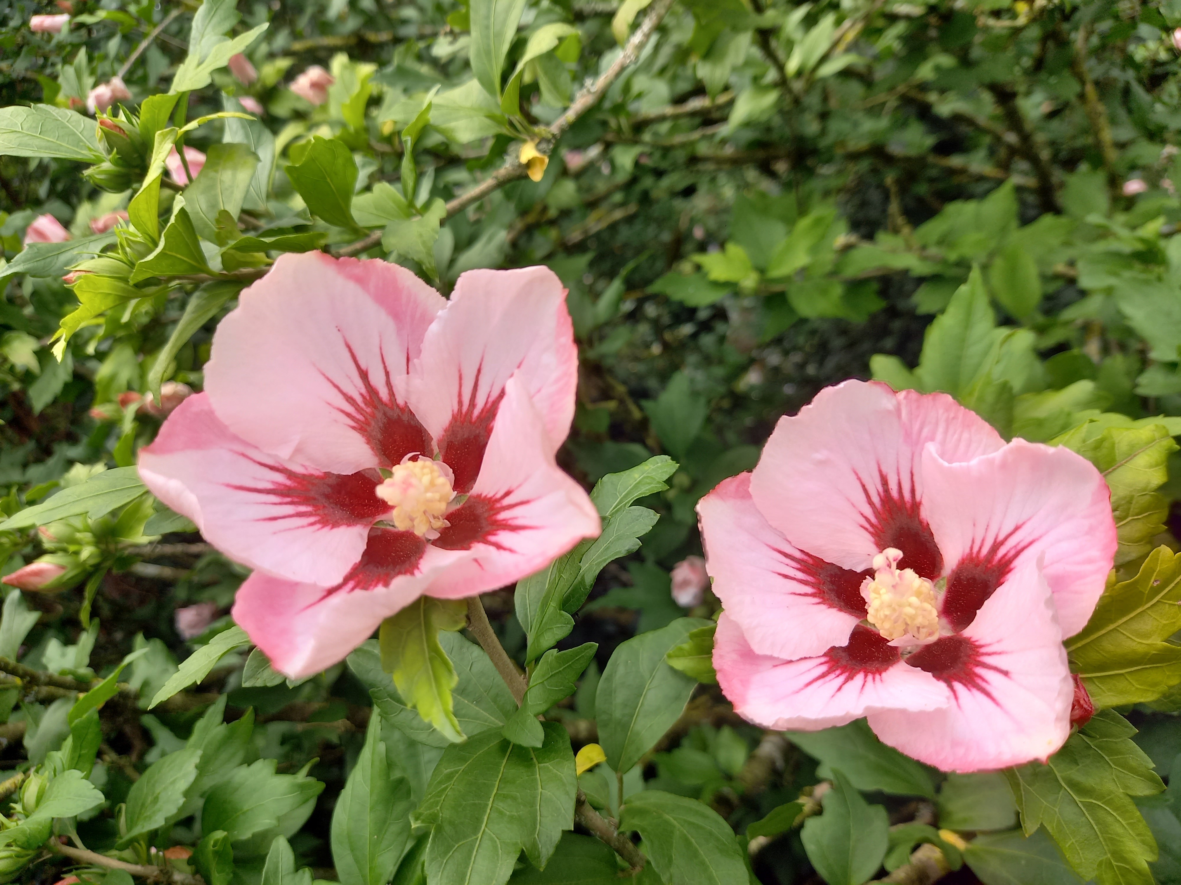 Hibiscus syriacus 'Hamabo'