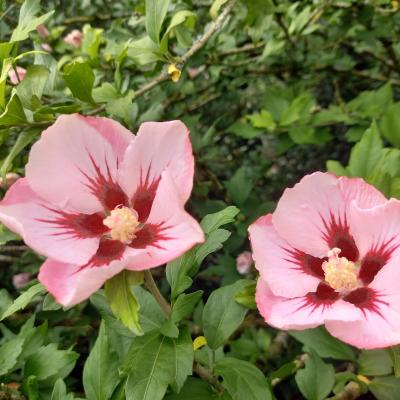 Hibiscus syriacus 'Hamabo'