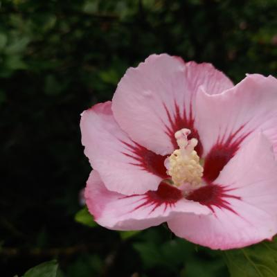 Hibiscus syriacus 'Hamabo'