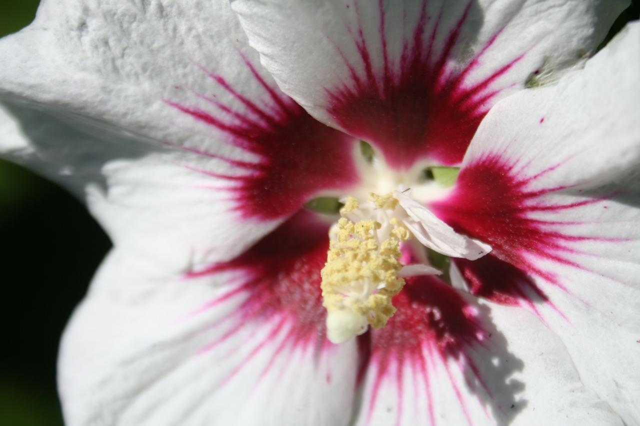 Hibiscus syriacus 'Helene'