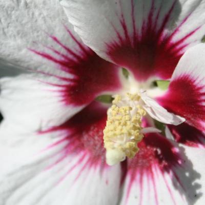 Hibiscus syriacus 'Helene'