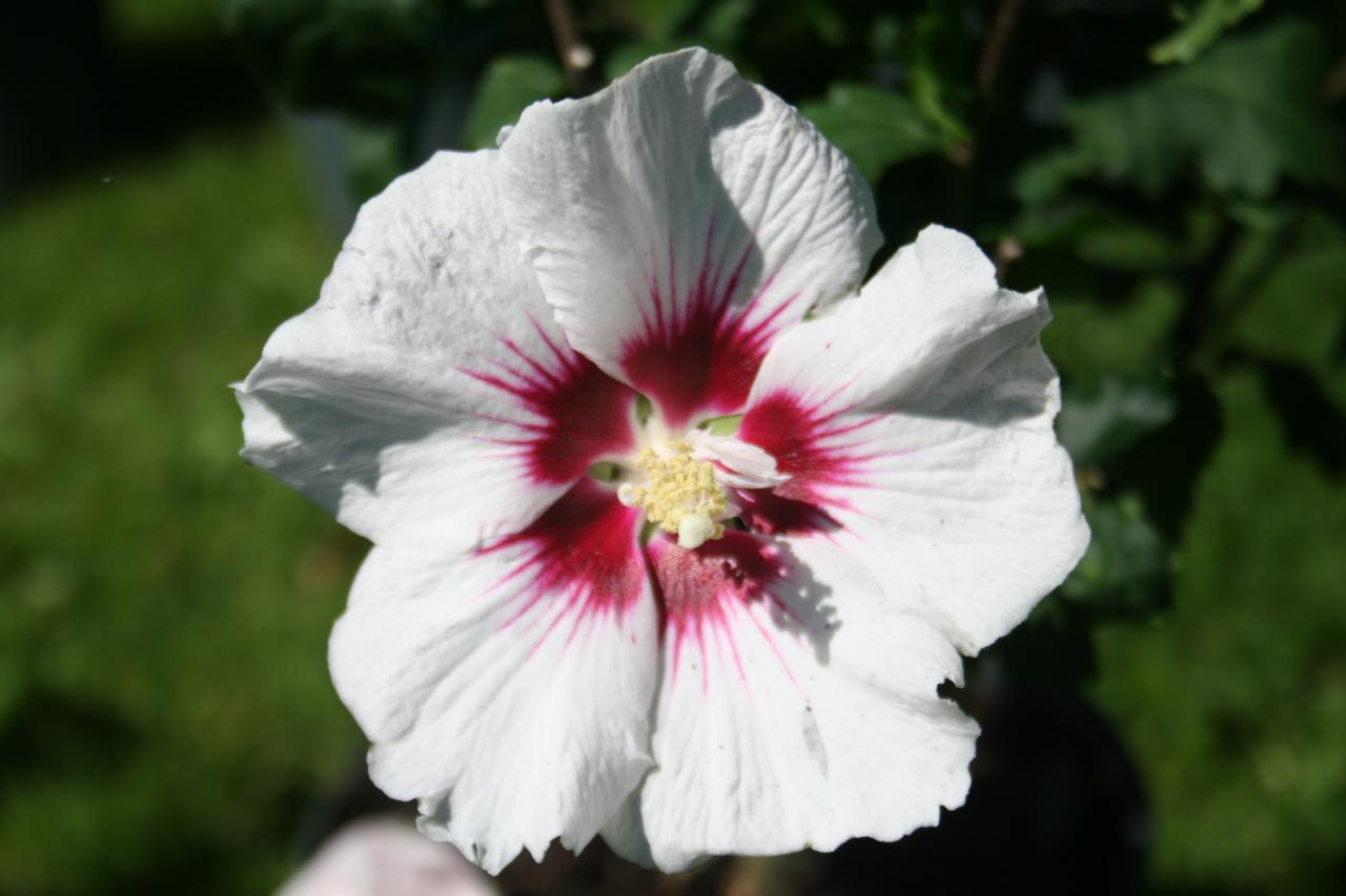 Hibiscus syriacus 'Helene'