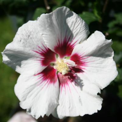 Hibiscus syriacus 'Helene'