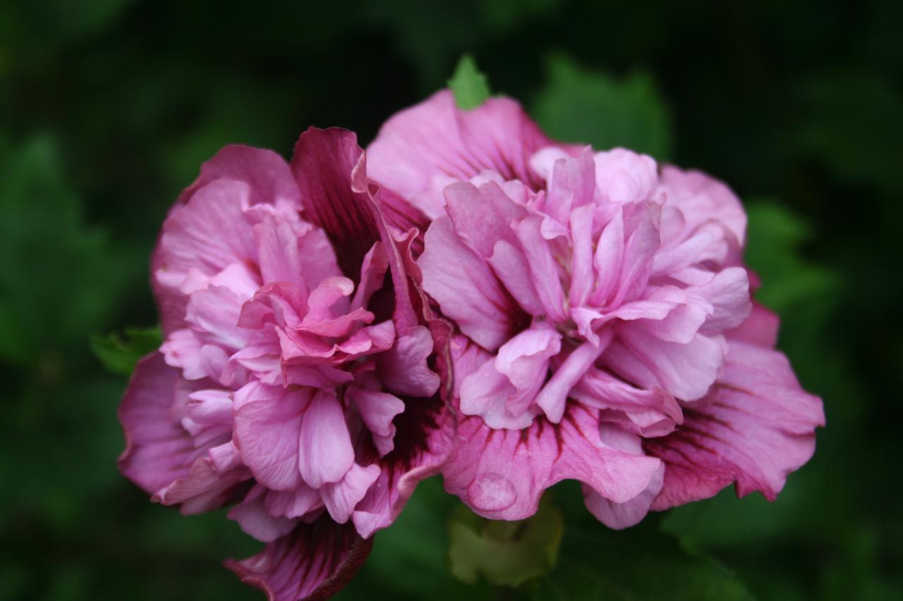 Hibiscus syriacus KAKAPO®