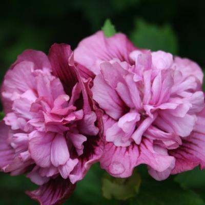 Hibiscus syriacus KAKAPO®