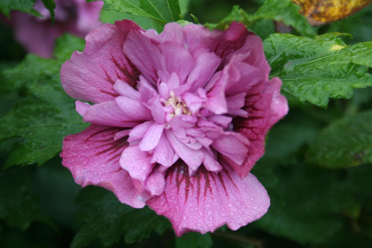 Hibiscus syriacus KAKAPO®