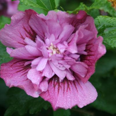 Hibiscus des jardins