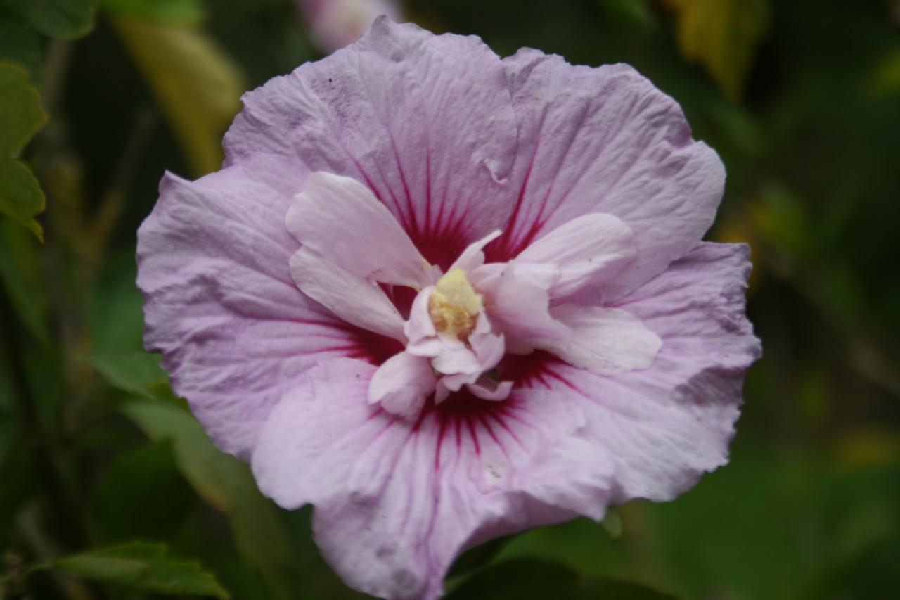 Hibiscus syriacus LAVENDER CHIFFON® 'Notwoodone'