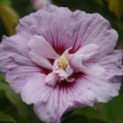 Hibiscus syriacus LAVENDER CHIFFON® 'Notwoodone'