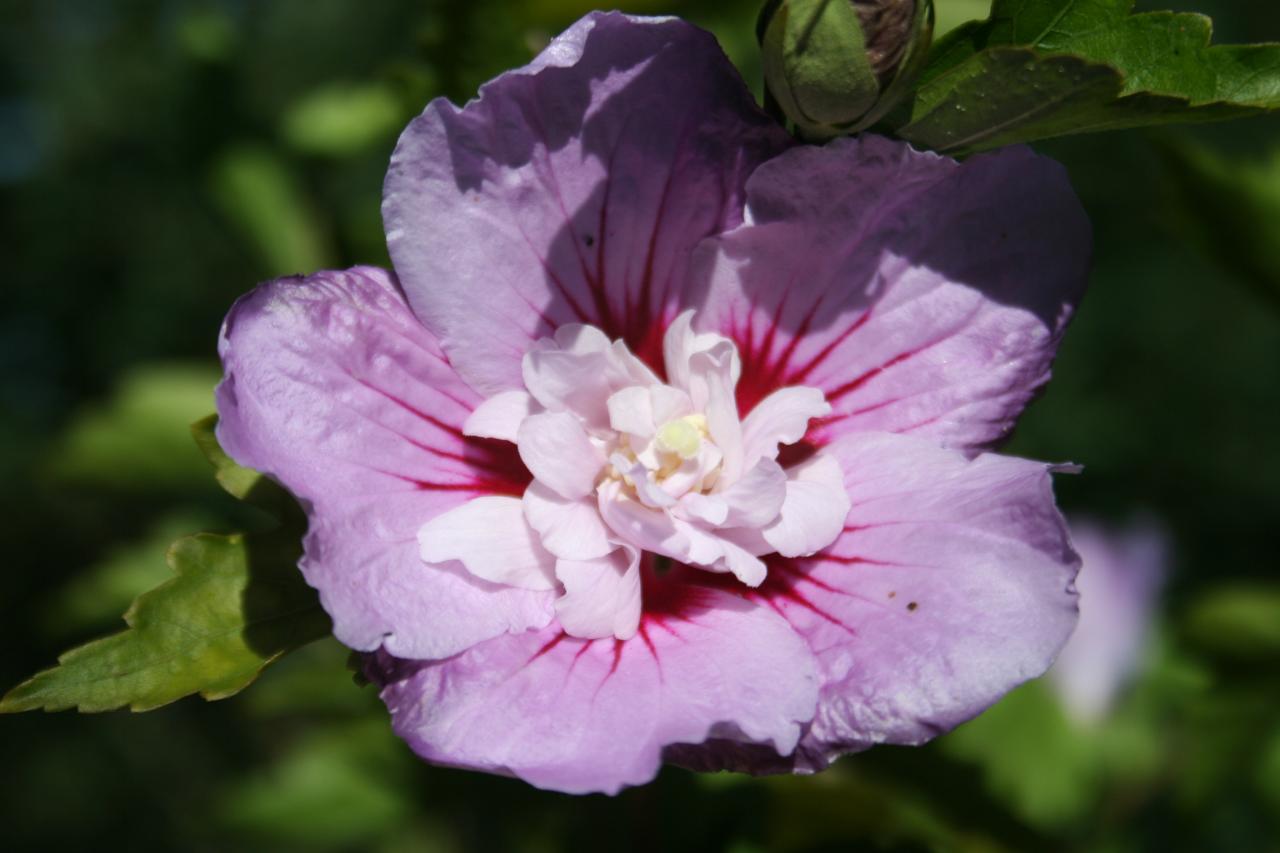 Hibiscus syriacus LAVENDER CHIFFON® 'Notwoodone'