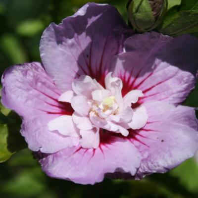 Hibiscus syriacus LAVENDER CHIFFON® 'Notwoodone'