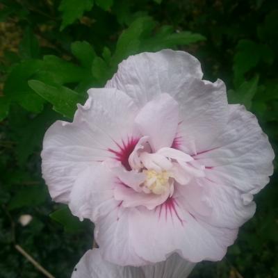 Hibiscus syriacus 'Leopoldii'