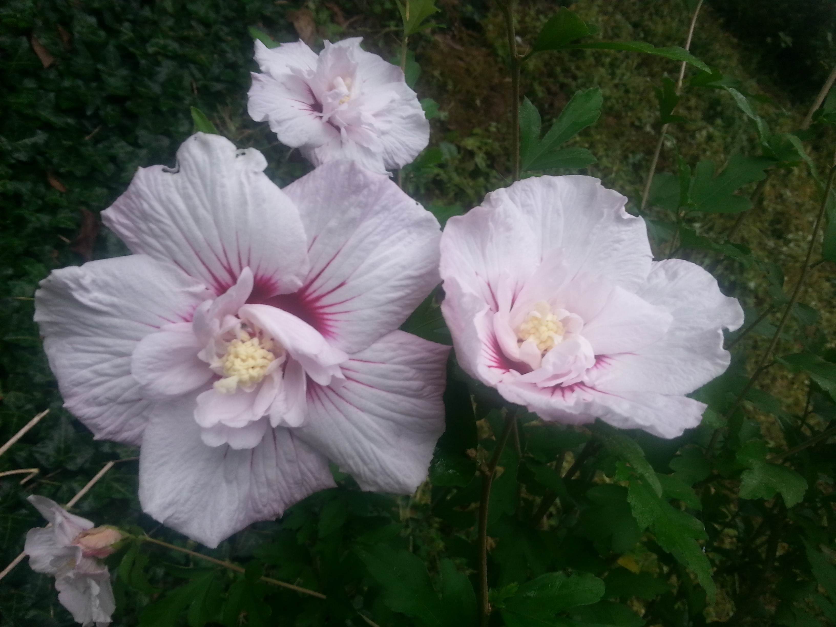 Hibiscus syriacus 'Leopoldii'