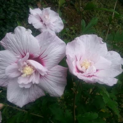 Hibiscus syriacus 'Leopoldii'