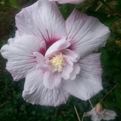 Hibiscus syriacus 'Leopoldii'