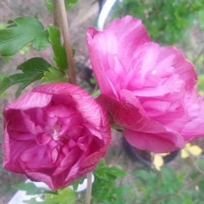 Hibiscus syriacus MAGENTA CHIFFON® 'Rwoods5' 